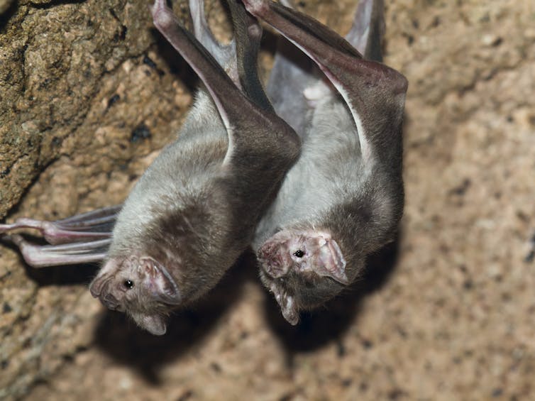 bats