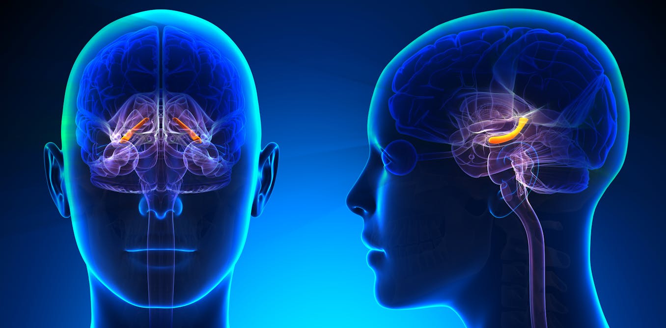 Ver Vivant Cerveau Australie Comment se créent les souvenirs ? Une étude donne un nouvel éclairage