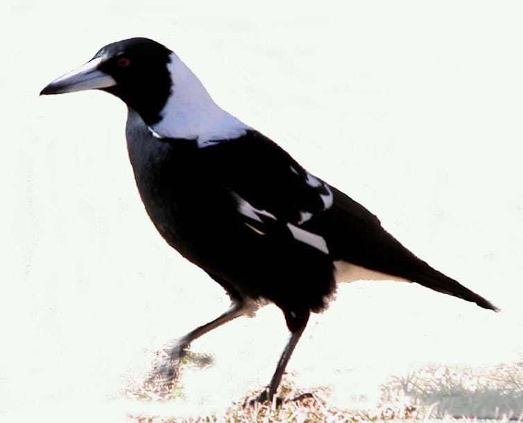 Curious Kids: how do magpies detect worms and other food underground?