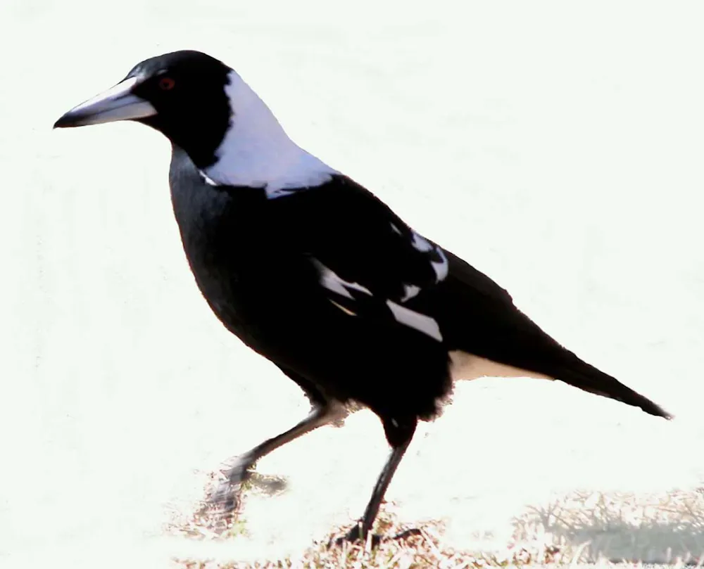Magpie Insects Curious Kids: how do magpies detect worms and other food underground?