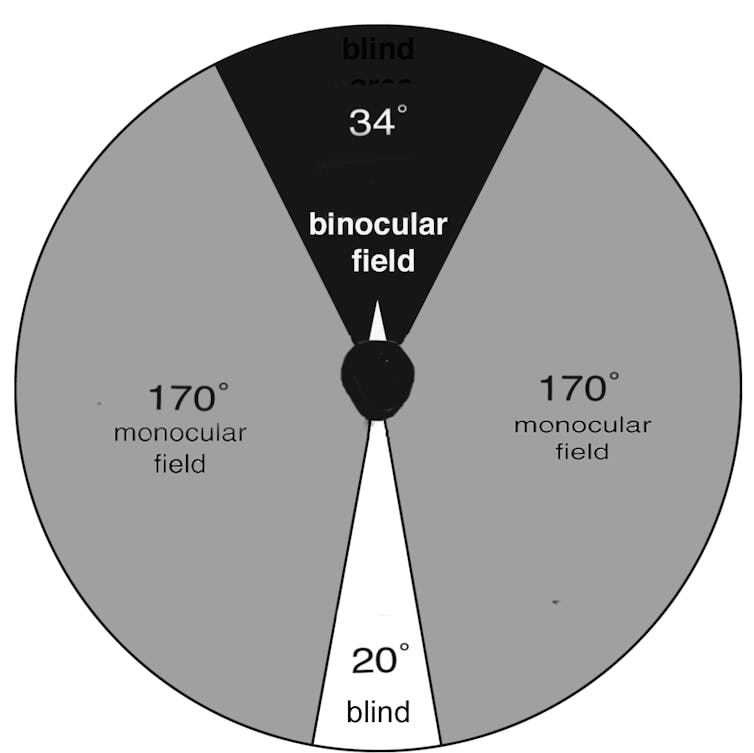 how do magpies detect worms and other food underground?