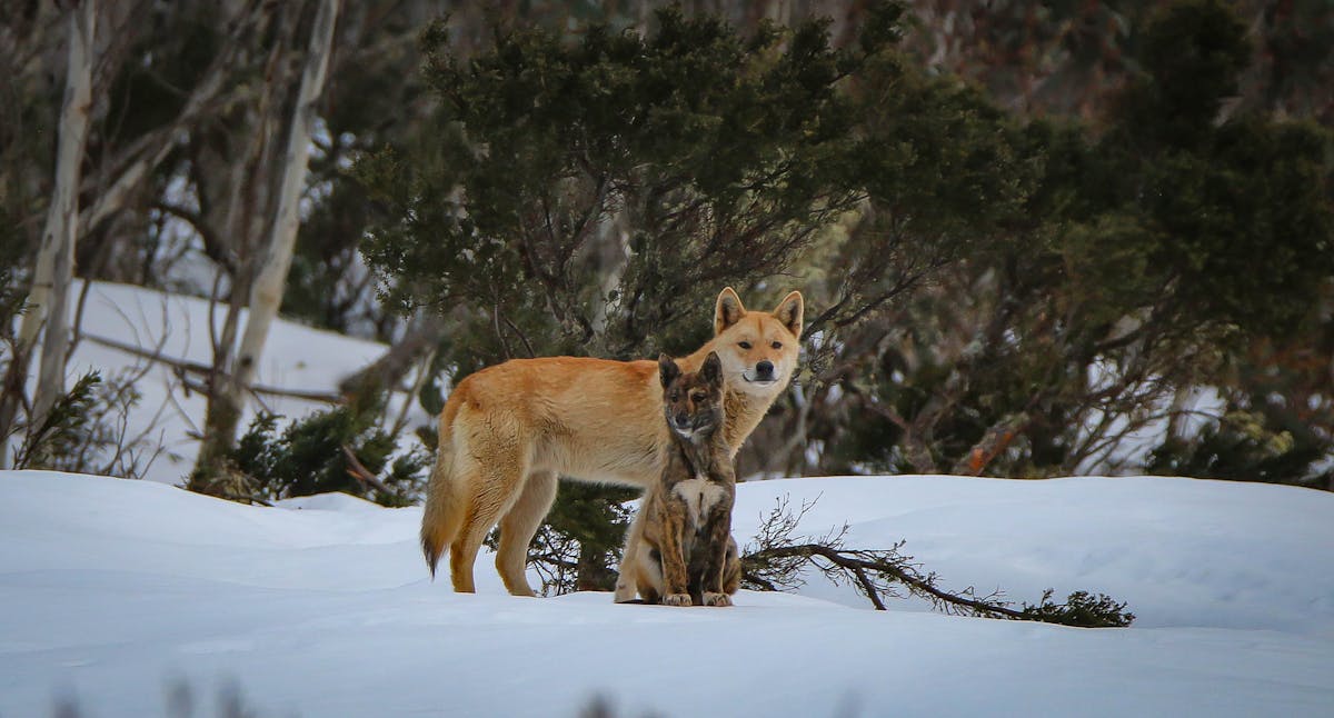 ugyldig Poesi Higgins Dingoes found in New South Wales, but we're killing them as 'wild dogs'