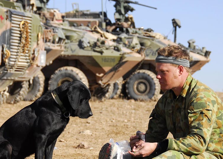 are military dogs war heroes or just tools? It's time the law protected our furry troops