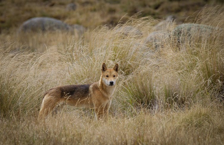 Dingoes found in New South Wales, but we're killing them as 'wild dogs'