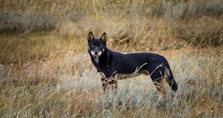 Dingoes Found In New South Wales But We Re Killing Them As Wild Dogs