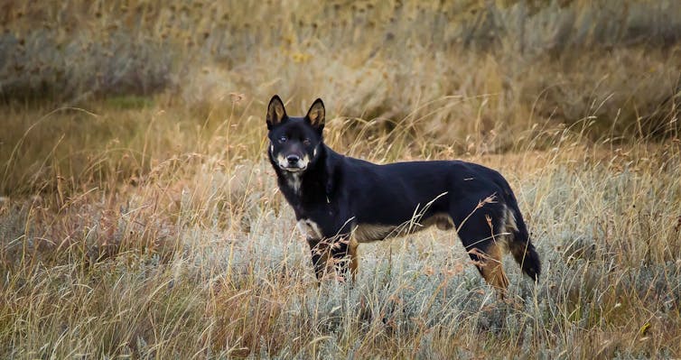 Dingoes found in New South Wales, but we're killing them as 'wild dogs'