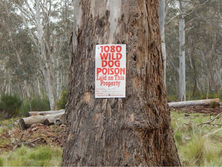 Dingoes found in New South Wales, but we're killing them as 'wild dogs'