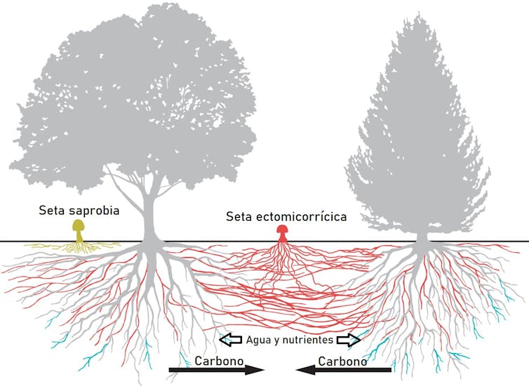 Simbiosis micorrícica entre hongos y árboles del ecosistema forestal. Modificada a partir de Marcel G. A. van der Heijden/P. Huey/Science