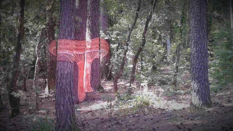 Níscalo (Lactarius deliciosus) pintado sobre varios árboles cerca del dispositivo experimental de la UdL y el CTFC en el bosque de Poblet (Tarragona). Author provided