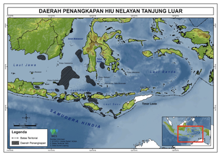 Pentingnya Pengaturan Perikanan Hiu Di Indonesia Ini Saran