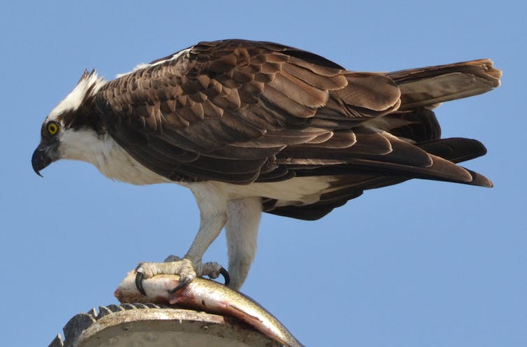 osprey