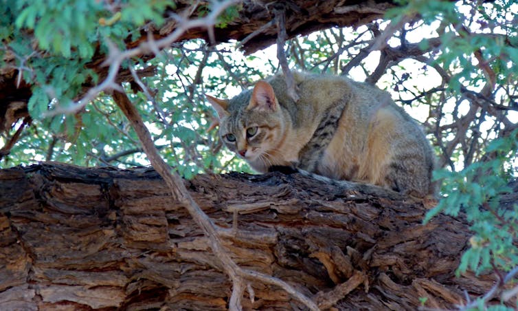 C Est Prouve Les Chats Nous Aiment C Est Prouve Les Chats Nous Aiment