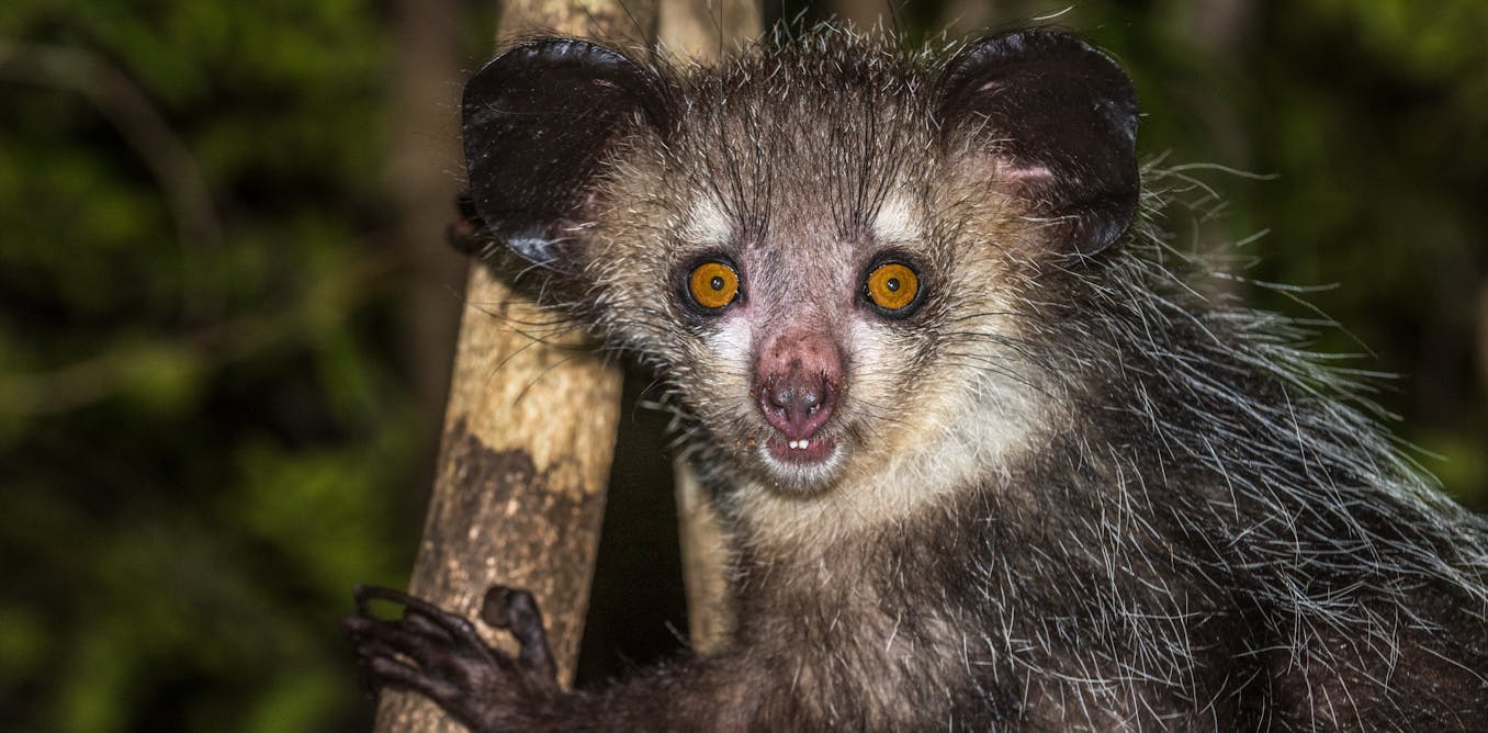 New discovery: Madagascar's bizarre aye-aye has six fingers on each hand