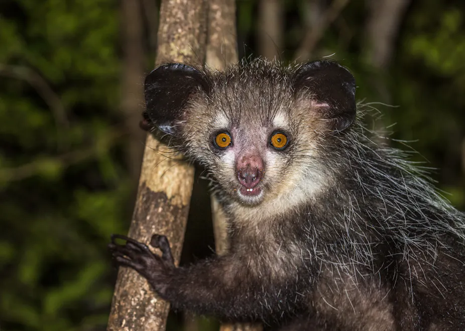 New Discovery Madagascar S Bizarre Aye Aye Has Six Fingers On Each Hand