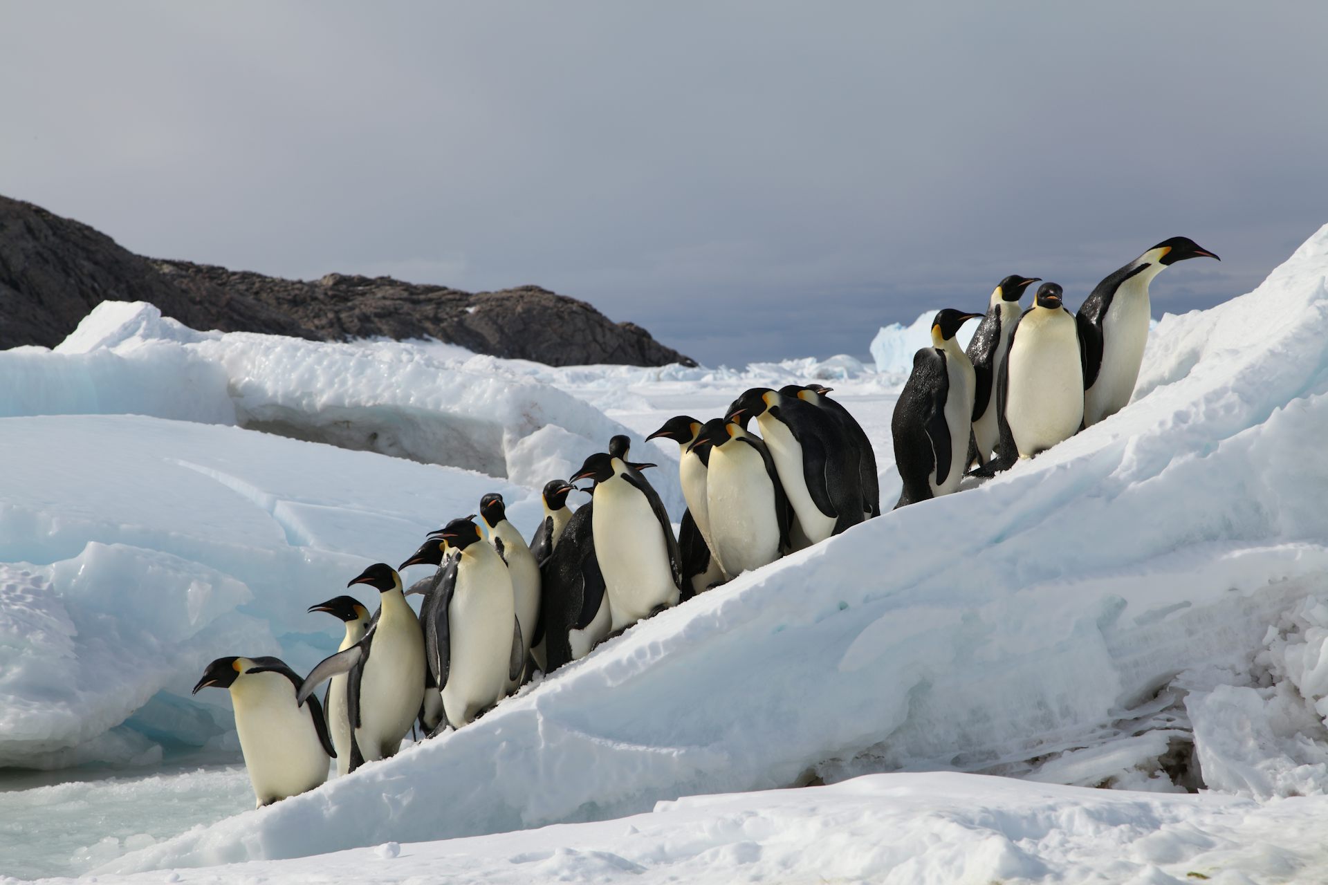 SOS From Antarctica How Nations Can Help Save Emperor Penguins The