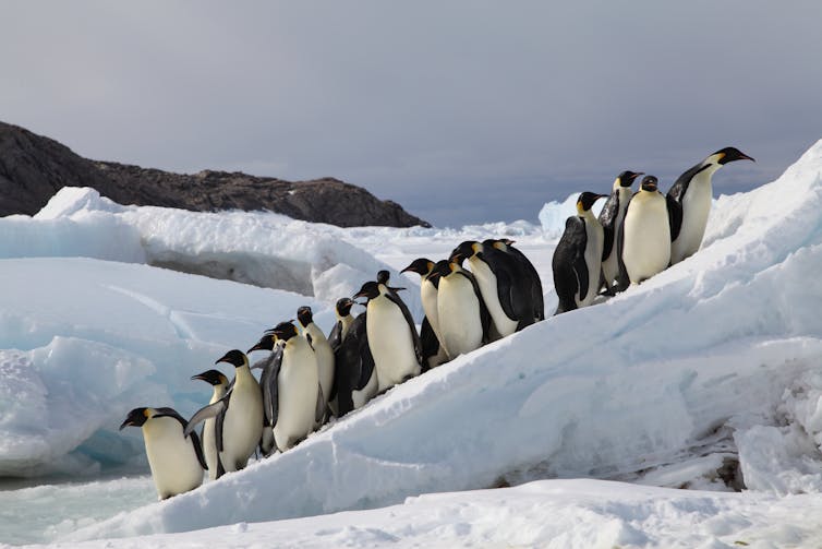 Emperor Penguins could march to extinction if nations fail to halt climate change