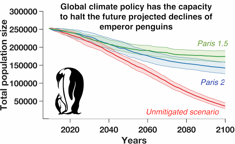 Emperor Penguins could march to extinction if nations fail to halt climate change