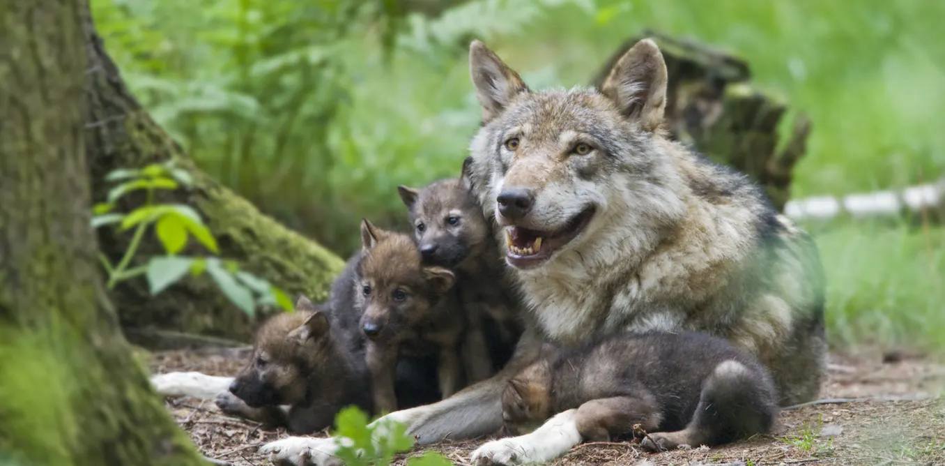 Belgium's first wolf in 100 years is presumed dead – have hopes of ...
