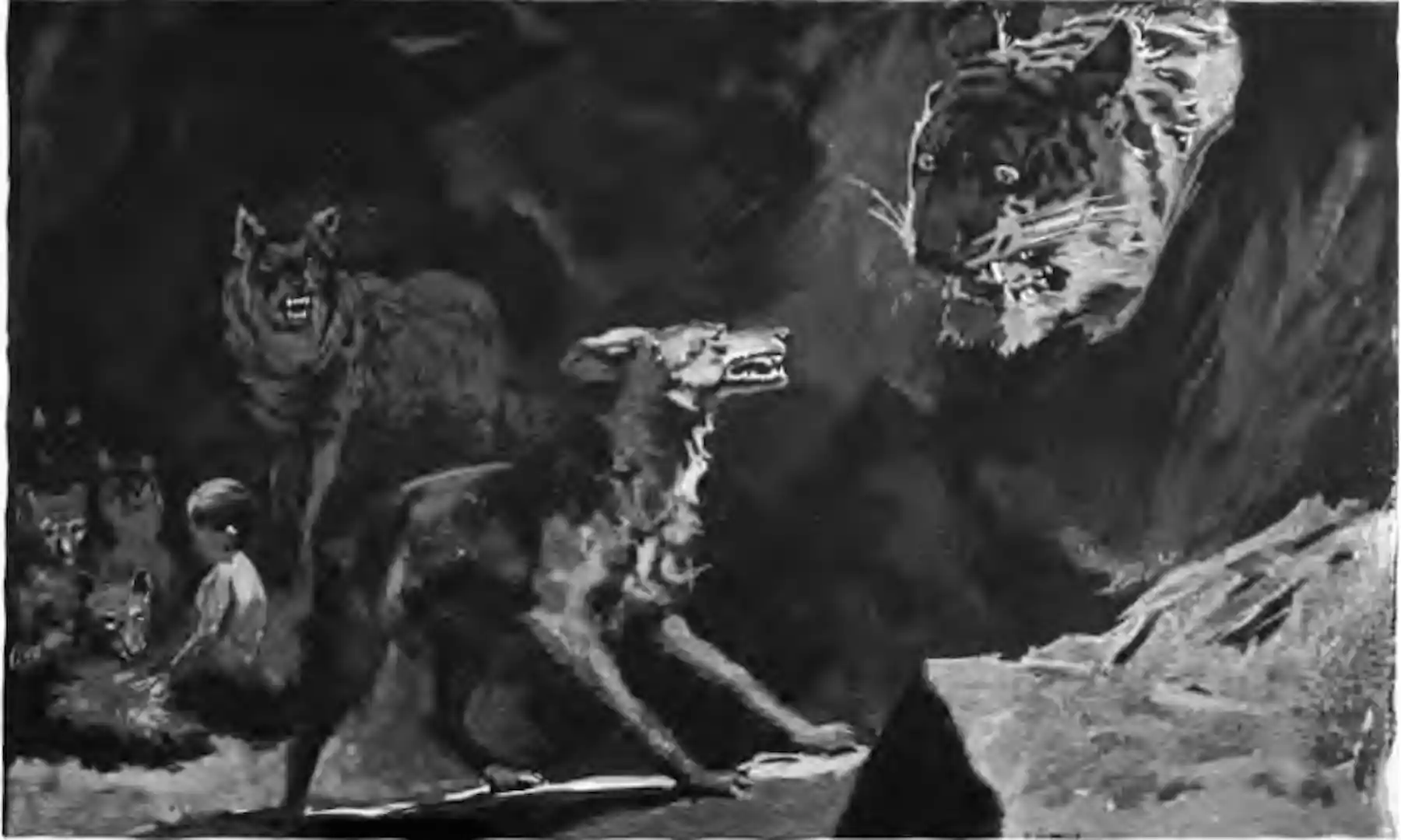 Belgium’s first wolf in 100 years is presumed dead – have hopes of ...