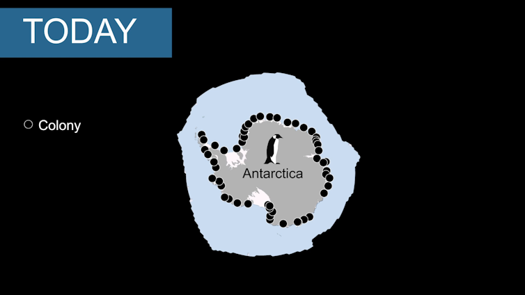 Emperor Penguins could march to extinction if nations fail to halt climate change