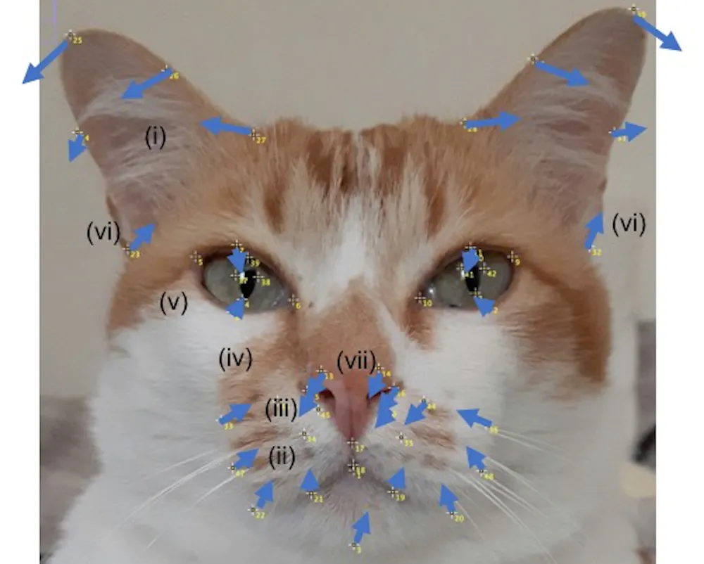 Is your cat in pain? Its facial expression could hold a clue