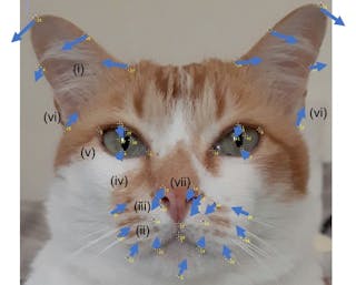 Comment Savoir Si Votre Chat Souffre Comment Savoir Si Votre Chat Souffre