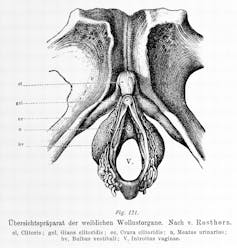 Oh, oh, oh! The clitoris certainly gives pleasure. But does it also help women conceive?