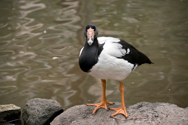 How weather radar can keep tabs on the elusive magpie goose