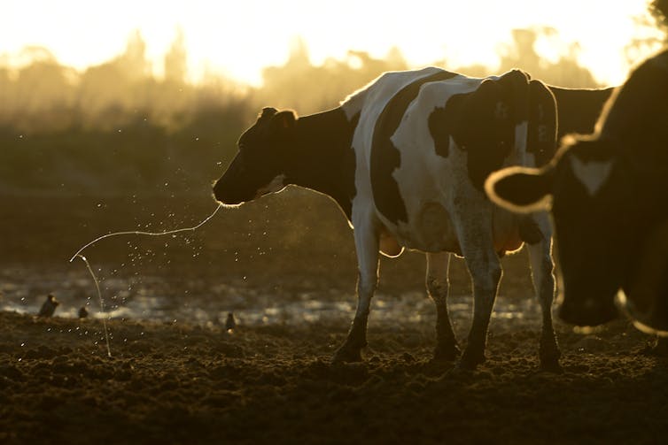 the story behind our dairy woes
