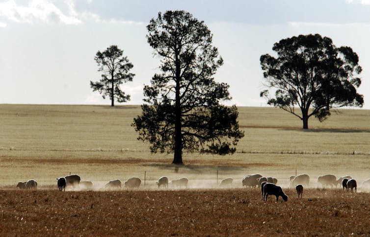 Farmers, murder and the media: getting to the bottom of the city-country divide