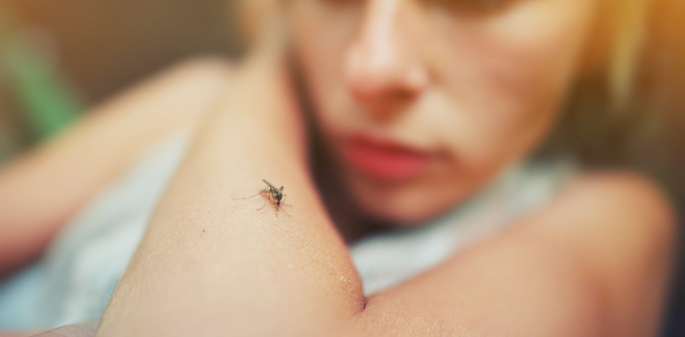 El Dengue No Es Una Enfermedad De Transmision Sexual El Dengue No Es Una Enfermedad De Transmision Sexual