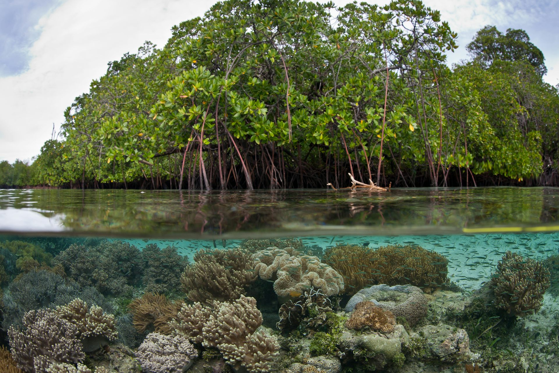 Маврикий мангровые заросли