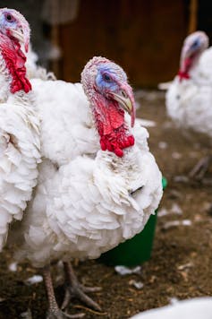 Time to give thanks for affordable and sustainable turkey