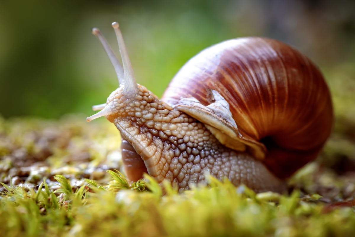 Snail slime: the science behind molluscs as medicine