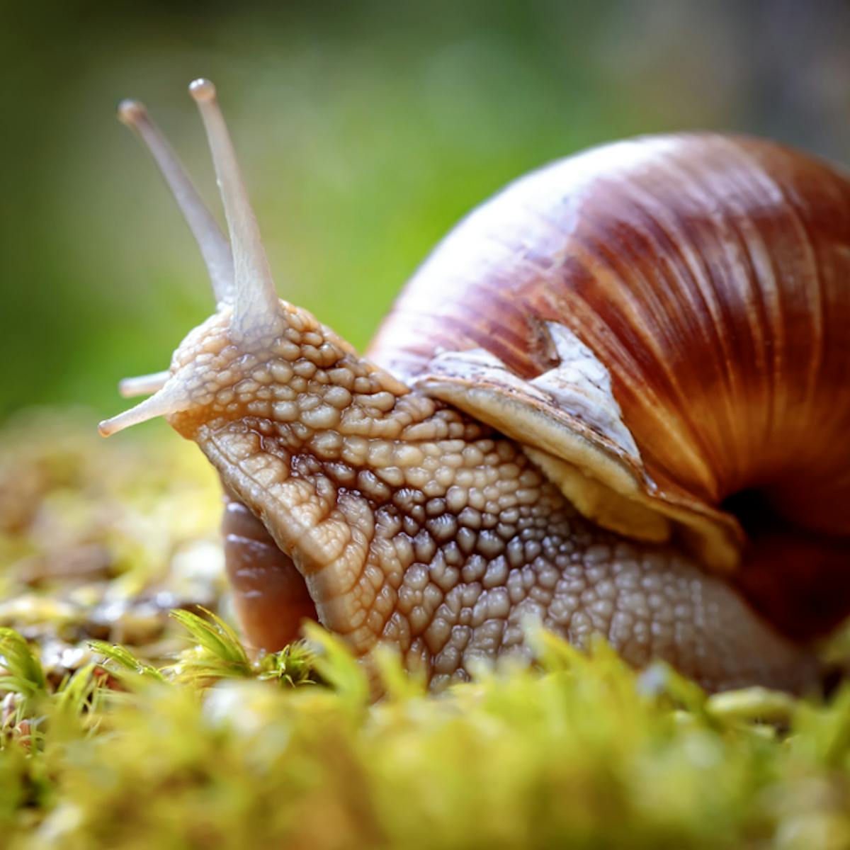 Snail slime: the science behind molluscs as medicine