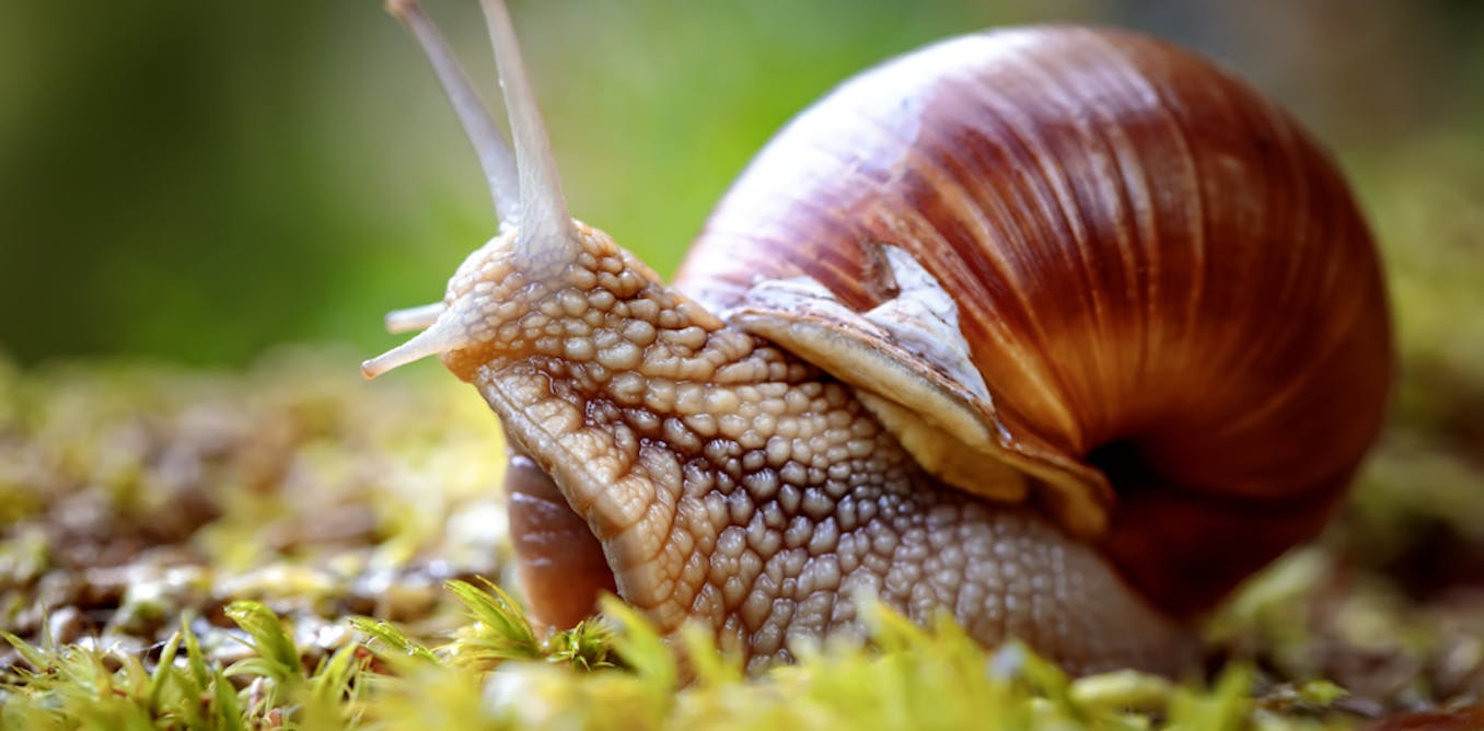 Snail Slime The Science Behind Molluscs As Medicine Snail Slime The Science Behind Molluscs As Medicine