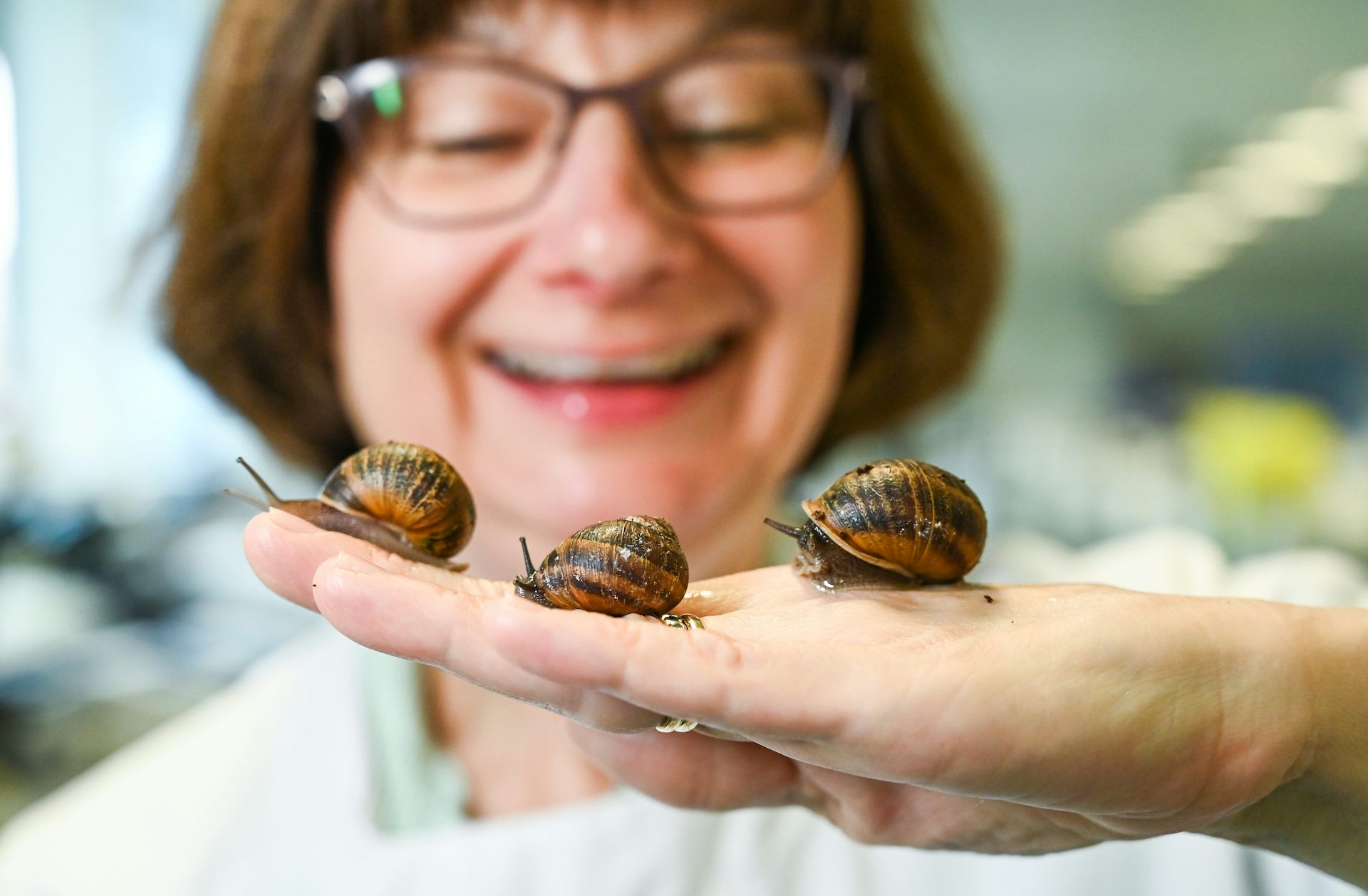 Snail slime the science behind molluscs as medicine
