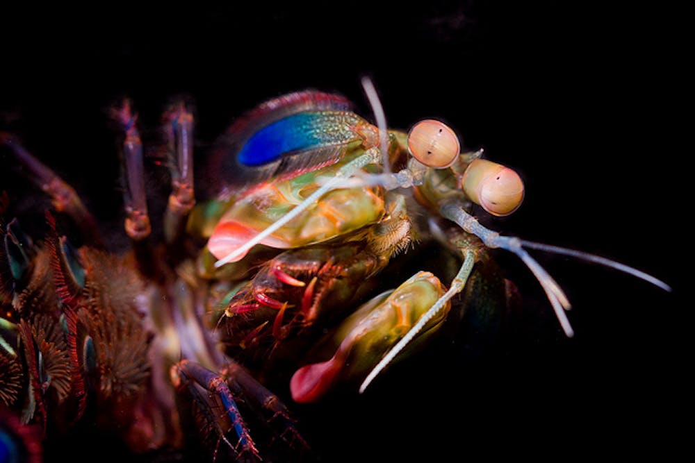 Mantis Shrimp Have The World S Best Eyes But Why