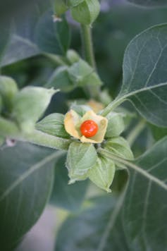 Dwindling tropical rainforests mean lost medicines yet to be discovered in their plants