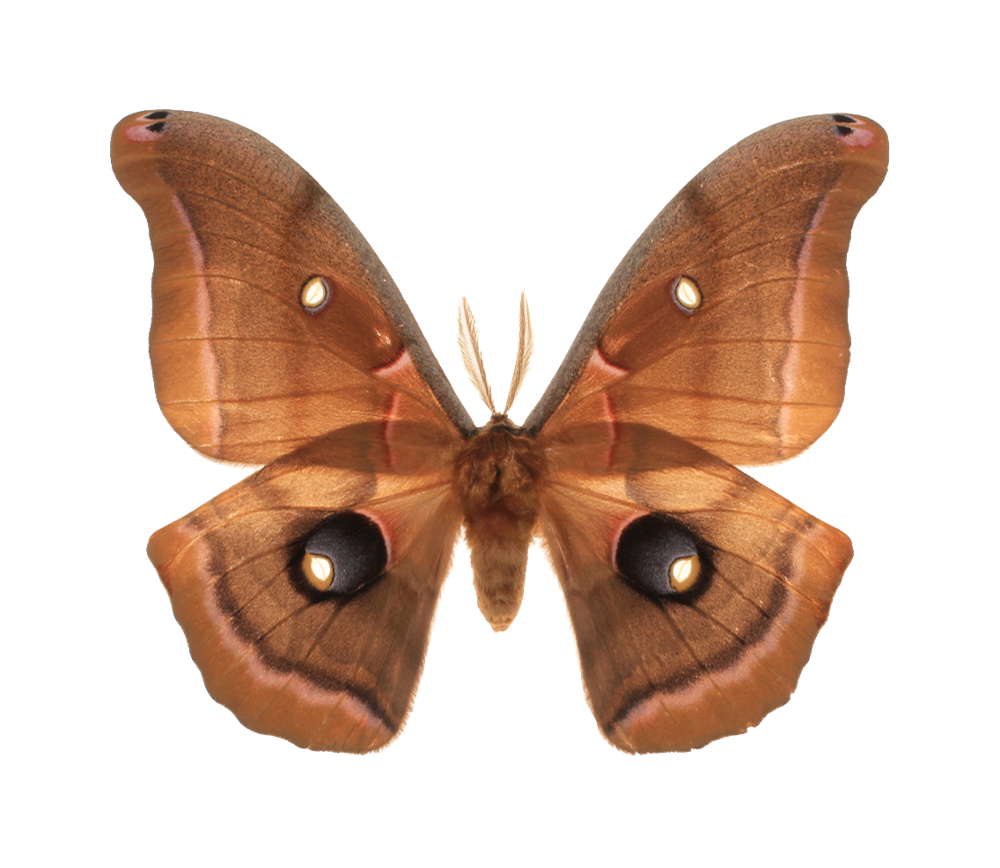 Why are moths attracted to light? Boise State News
