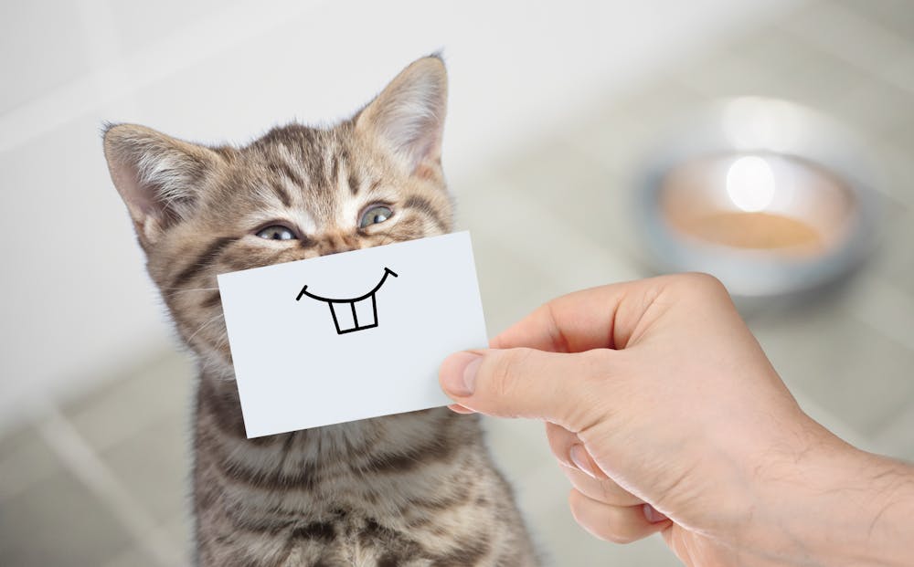 Comment Savoir Si Votre Chat Souffre Comment Savoir Si Votre Chat Souffre