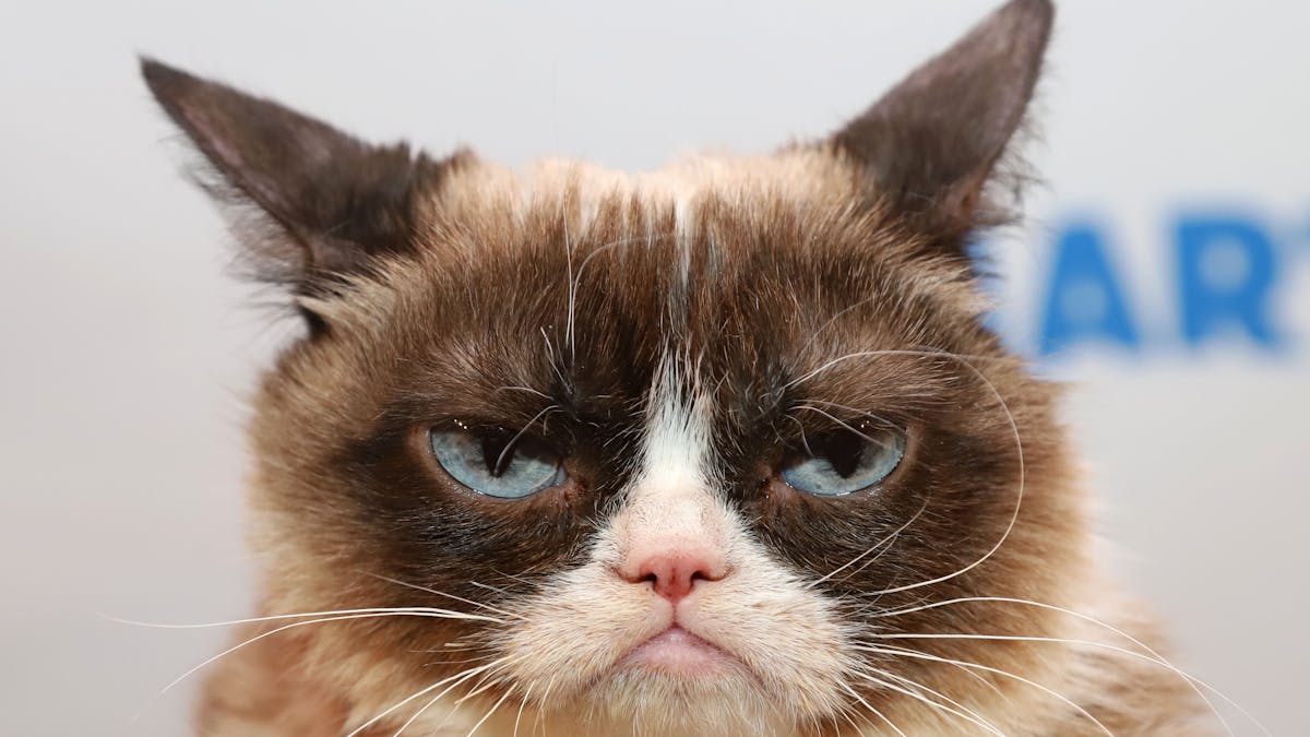 Is Your Cat In Pain Its Facial Expression Could Hold A Clue