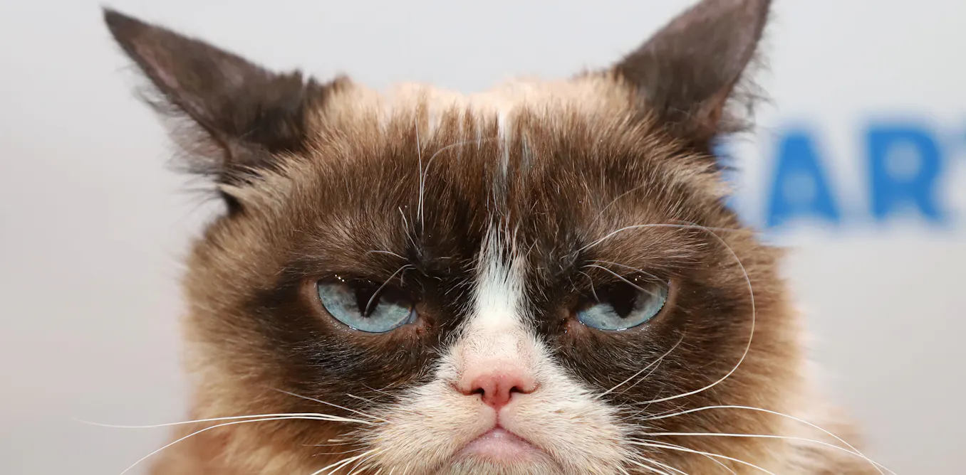 Is Your Cat In Pain Its Facial Expression Could Hold A Clue