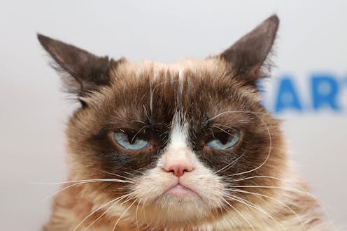 Meet Louis 'the new Grumpy Cat' who has his own natural resting