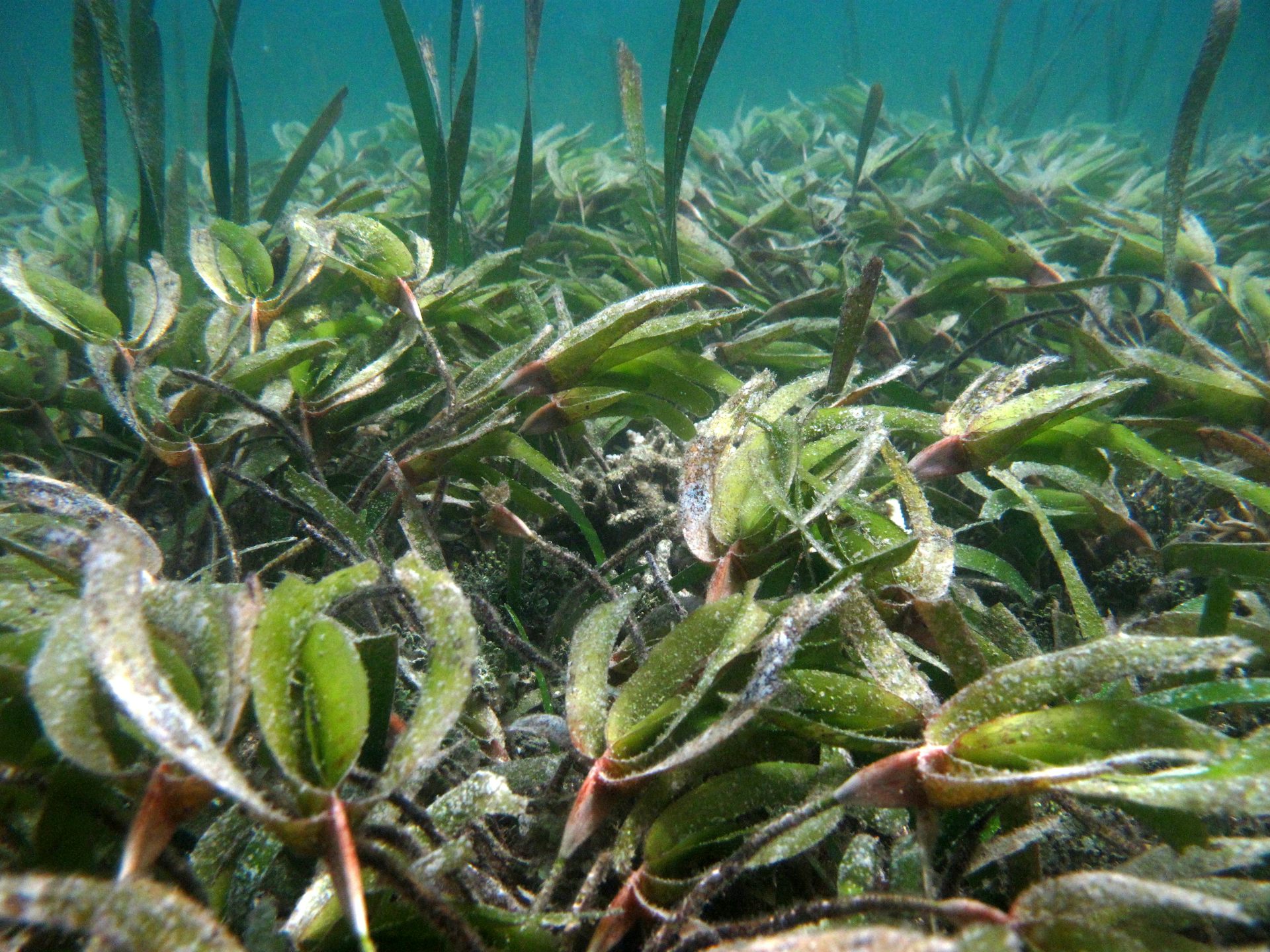 Mengapa Padang Lamun Di Kawasan Perlindungan Laut Indonesia Masih ...