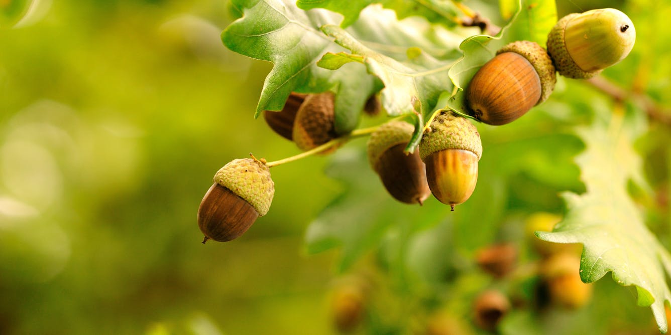 Why Do Some Years Produce More Acorns Than Others?