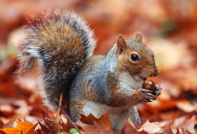 Tons of acorns? It must be a mast year