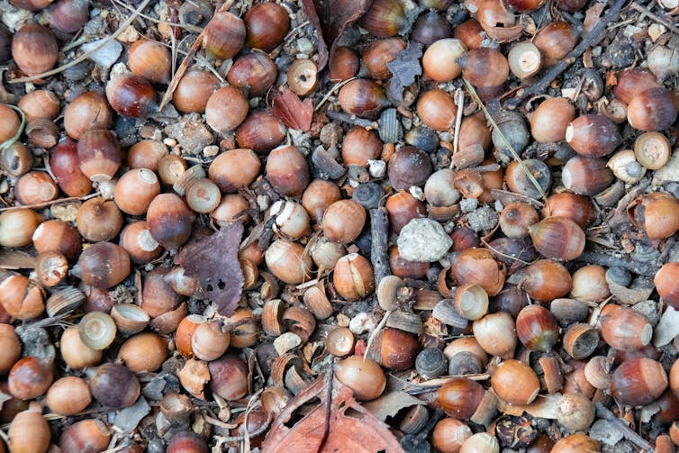 Tons of acorns? It must be a mast year