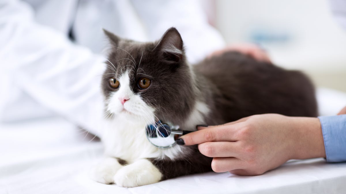 Comment Savoir Si Votre Chat Souffre Comment Savoir Si Votre Chat Souffre