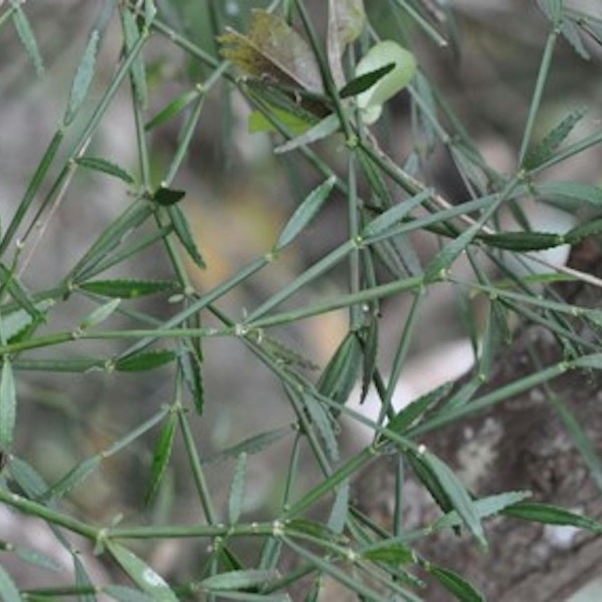 The Anti Inflammatory Properties Of Madagascar S Tsontso Plant